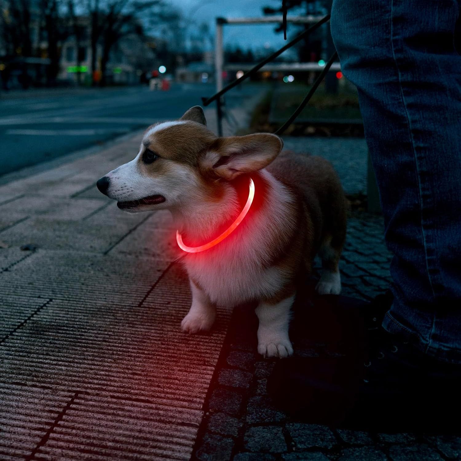 LED Dog/Cat Collar USB Rechargeable
